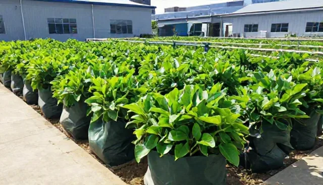 绿化养护包使用中常见问题及应对策略